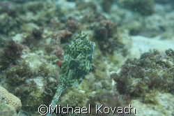 Scrawled Cowfish on the inside reef at Lauderdale by the Sea by Michael Kovach 